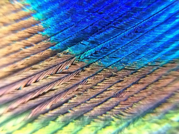 Peacock feather at 20X magnification